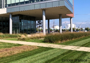 Figure 15. Low maintenance buffer strips planted in a turfgrass area to enhance water filtration.