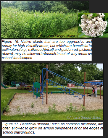 SUSTAINABLE NATURALIZED AREAS