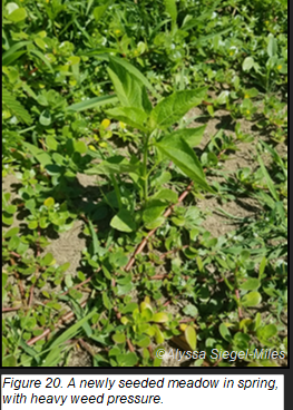 seeded meadow
