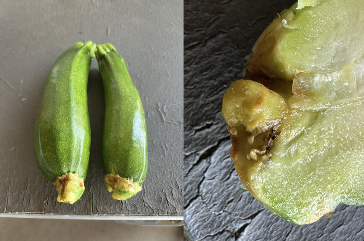 images of distorted zucchini fruits