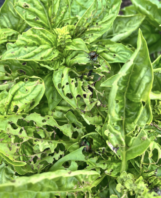basil plant with shiny Japanese beetles