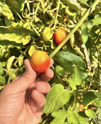 hand holding ripe red tomato with yellow shoulders