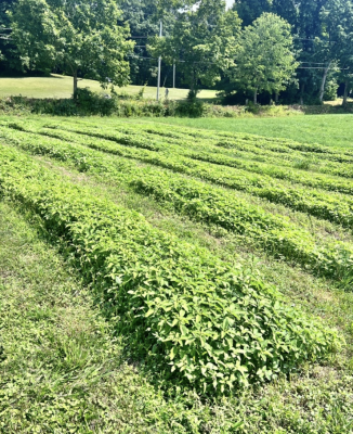 rows of vegetable beds overgrown with weeds