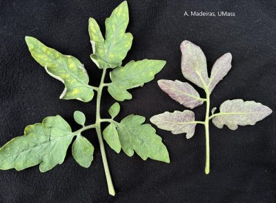 two cuttings of tomato leaves showing yellowing on the top and purple undersides