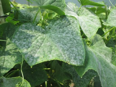 cucumber leaf with white powdery mildew