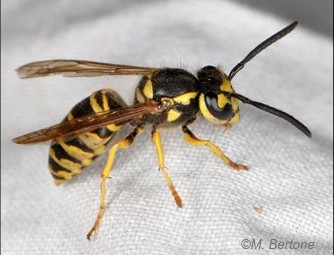 Figure 46. Adult yellowjacket. Photo by M. Bertone, NC State Extension