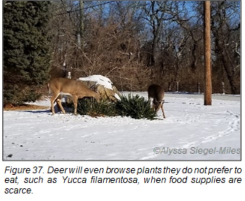Figure 37. Deer will even browse plants they do not prefer to eat, such as Yucca filamentosa, when food supplies are scarce.