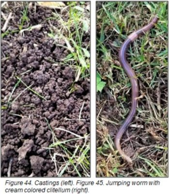 Dirt worm