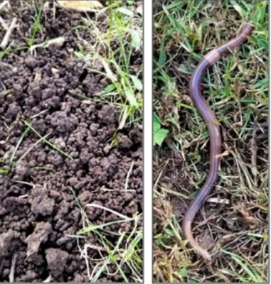 jumping worm