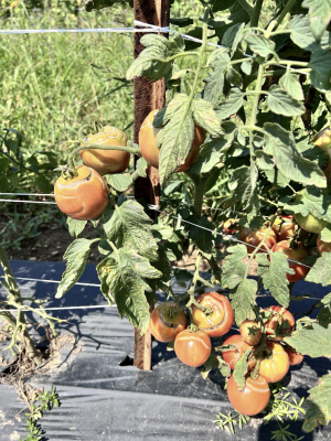 field tomato plant with cracked skin on ripening fruit