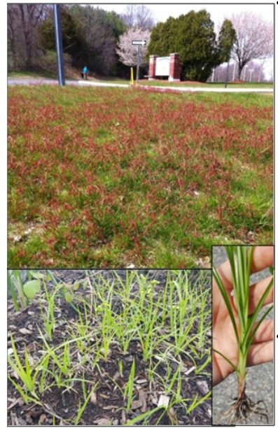 Figure 31. Red (sheep) sorrel indicates dry, acidic, low fertility soils (top). Yellow nutsedge indicates wetter soils (bottom).