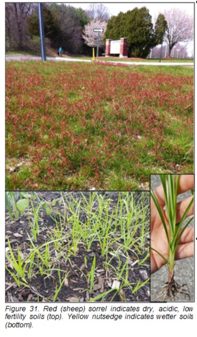 Figure 31. Red (sheep) sorrel indicates dry, acidic, low fertility soils (top). Yellow nutsedge indicates wetter soils (bottom).