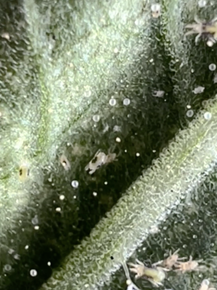 Close up image of leaf with spider mite adults and eggs