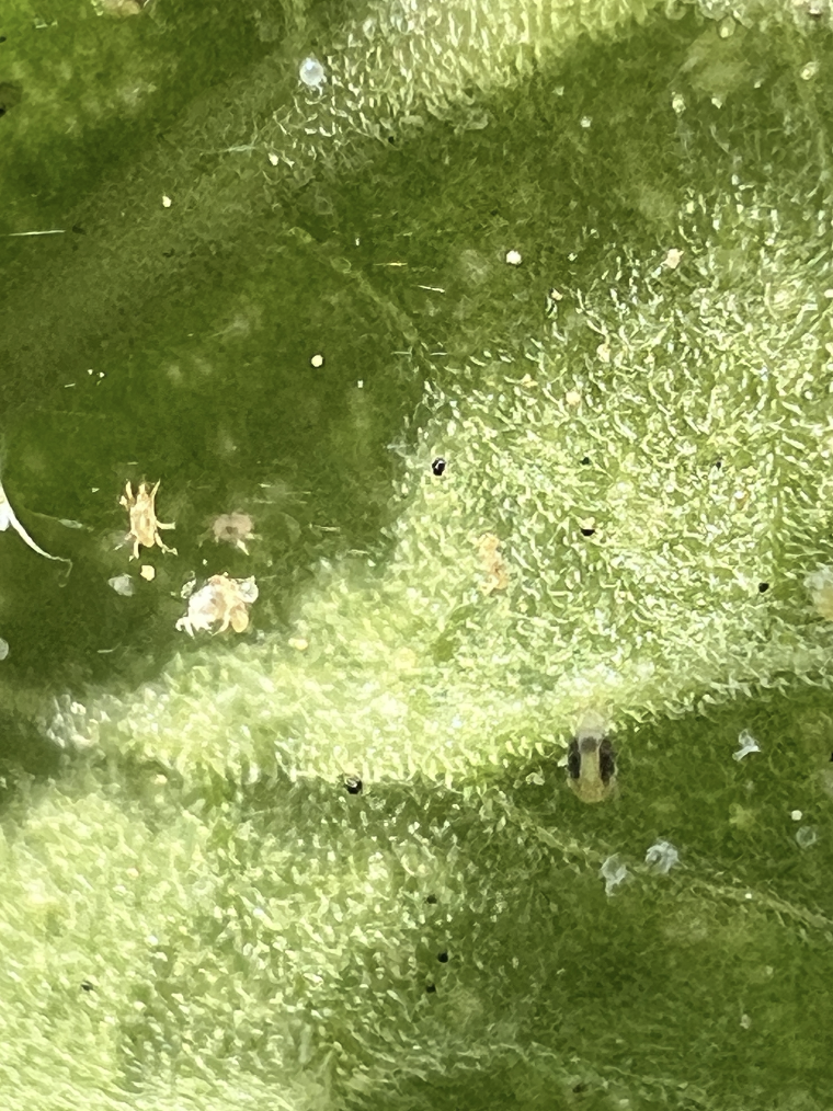 close up of green leaf with spider mite adults and eggs