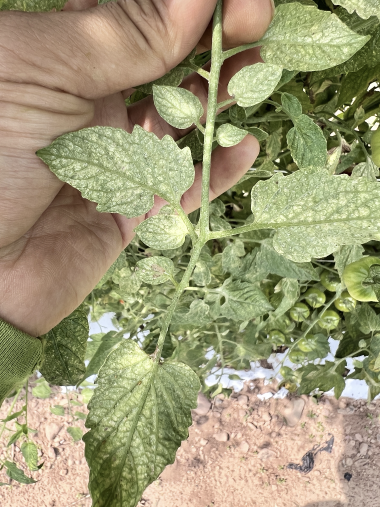 hand holding tomato leaf with spider mite damage