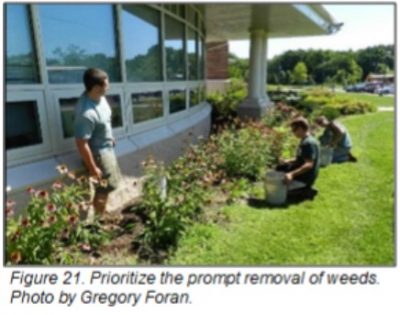 Figure 21. Prioritize the prompt removal of weeds. Photos by Gregory Foran.