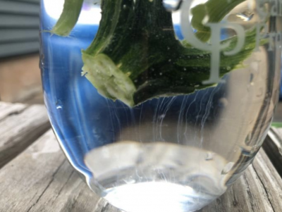 clear water glass with green stem inside