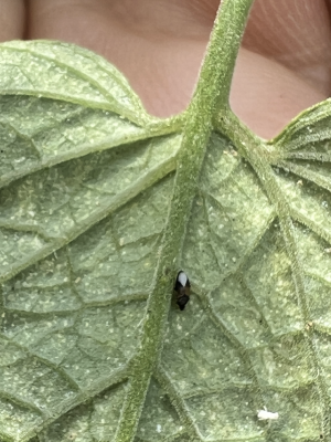 close up of plant leaf with small black bug