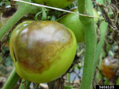 close up of green tomato on the vine with brown rot darkening the skin