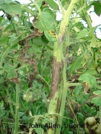 tomato stem and surrounding leaves with large brown lesions