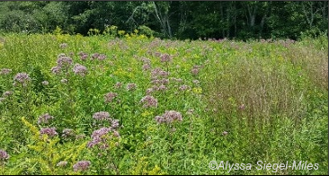 Figure 18. A successfully established meadow with thriving grasses and perennials.  