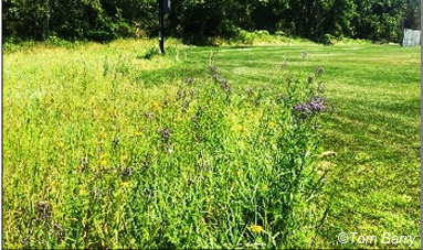 Figure 19. A meadow next to a school athletic field. Photo by Tom Barry. 