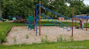 Figure 17. Beneficial “weeds,” such as common milkweed, are often allowed to grow on school peripheries or on the edges of school playgrounds.